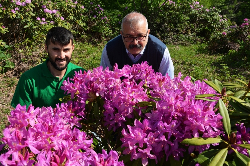 Karadeniz yaylarında güller açtı