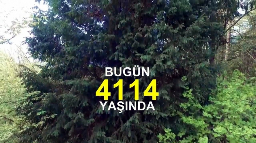 Tam 4 bin 114 yaşında !