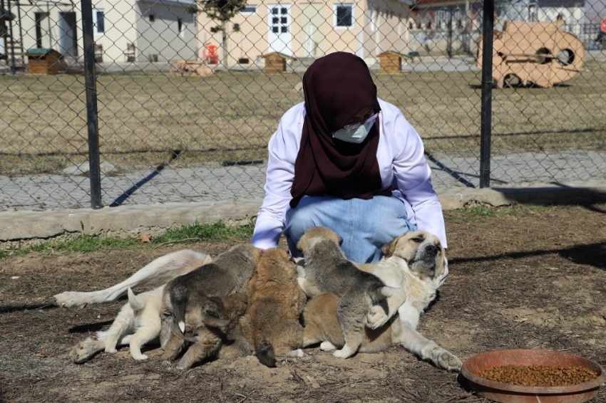 Annesiz kalan 7 yavru köpeği başka bir anne köpek sahiplendi