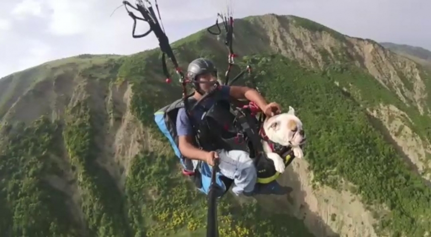 Tekirdağ semalarında bir köpek