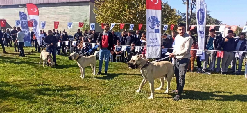 Türk çoban köpekleri podyuma çıktı