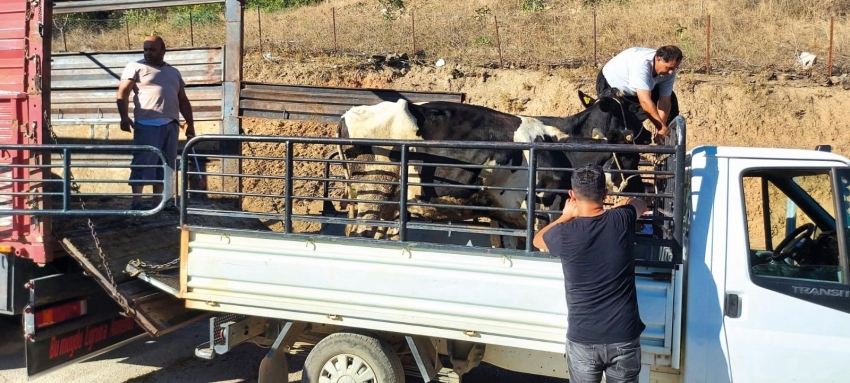 Yangından etkilenen köylülere büyükbaş hayvan desteği