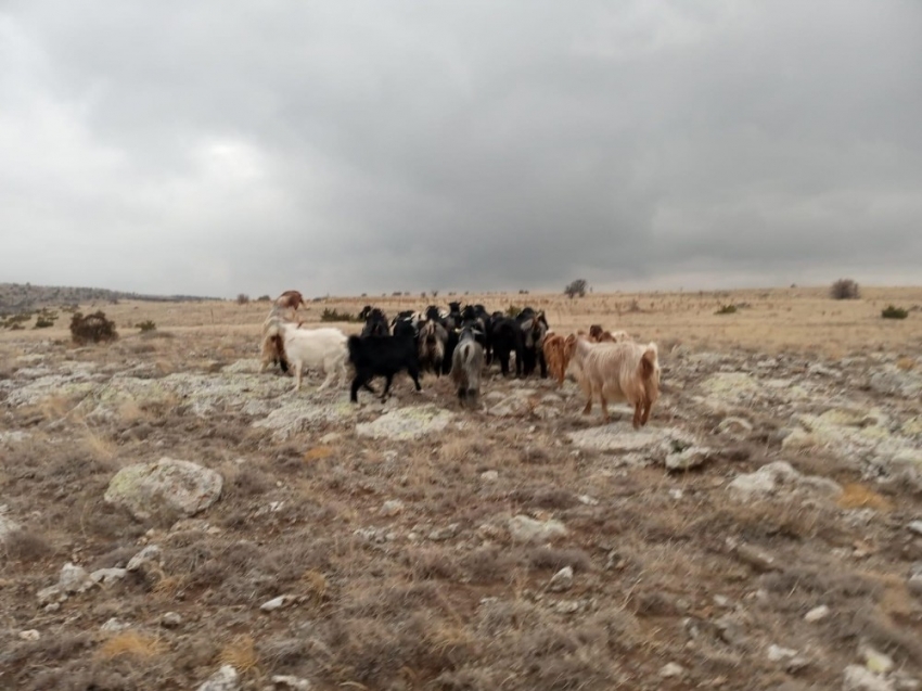 Jandarma kaybolan koyunları drone ile buldu