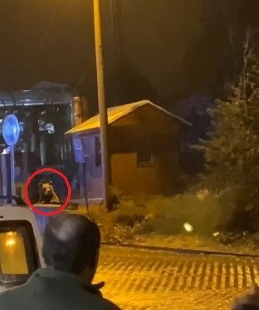 Uludağ’da günübirlikçi tatilcilerin ayı paniği kameralarda