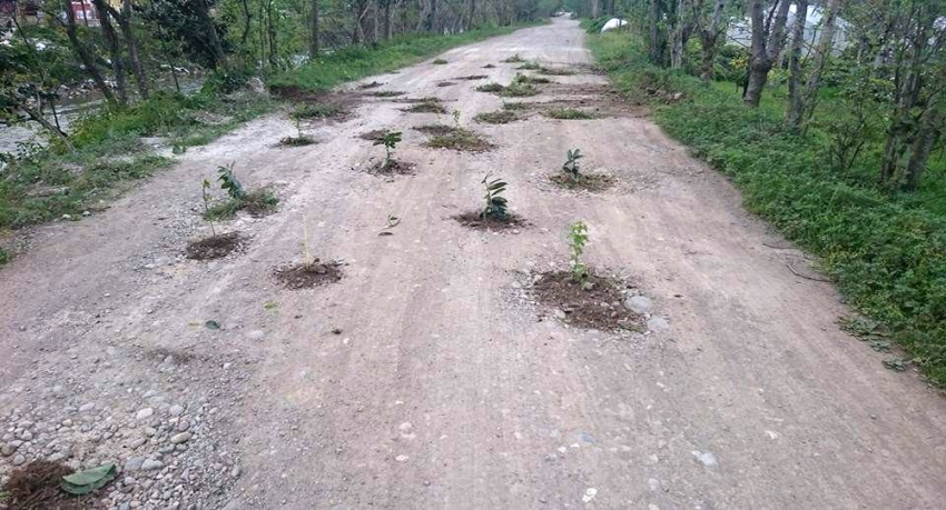 Rizelilerin yol protestosu: Yola fidan diktiler !