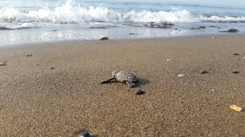 Yavru caretta cerattalar denizle buluşmaya başladı