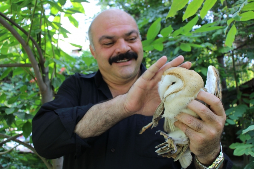 Yaralı peçeli baykuş ‘şampiyon’a sığındı