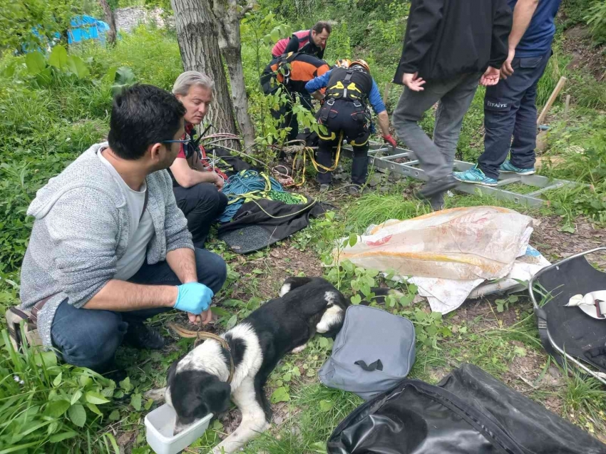 8 metre derinlikteki su kuyusuna düşen köpekler kurtarıldı