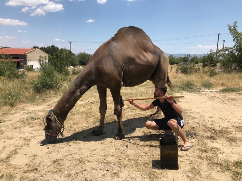 Yeni sezon öncesi develer yağlandı