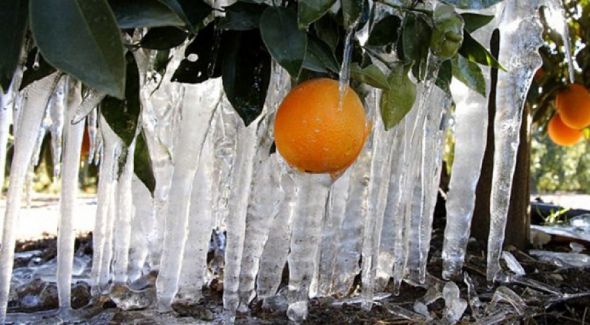 Meteorolojiden 'zirai don' uyarısı