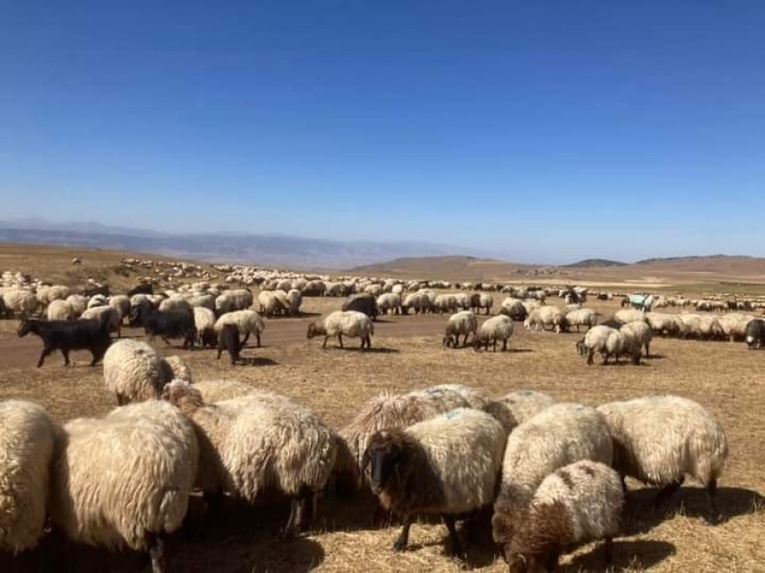 Hayvan aşılama çalışması