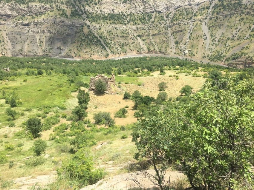 Terör yüzünden ekilemeyen araziler yeşillendi