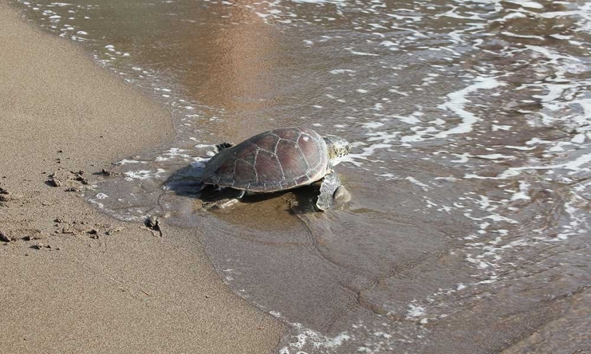 Ağzına olta iğnesi takılan caretta caretta tedavisinin ardından denize bırakıldı