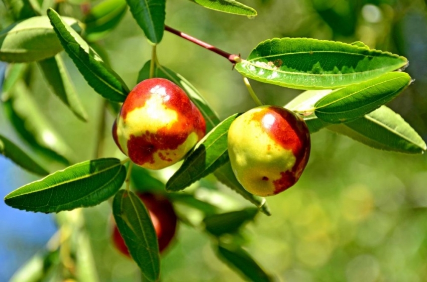 Şifa deposu hünnabın hasadı devam ediyor