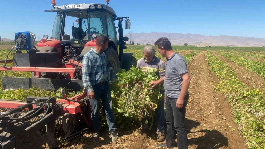 Kuru fasulye ve barbunyada 65 bin ton rekolte bekleniyor