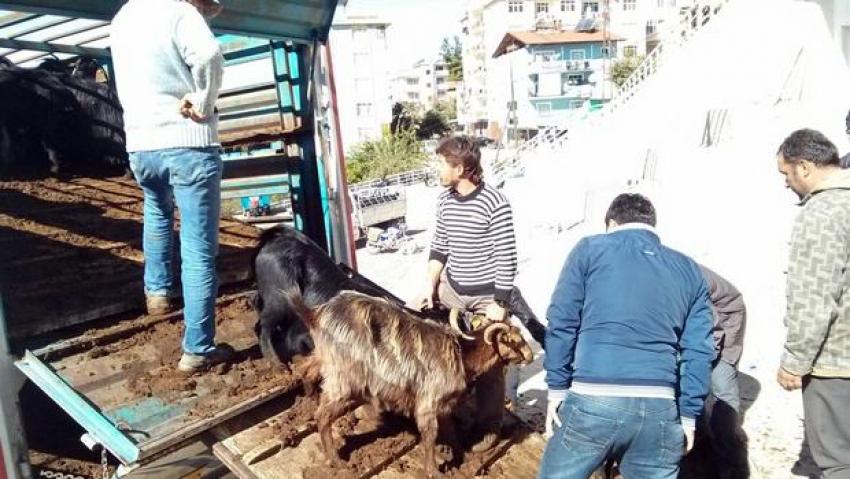 Karaman'da madencilere 3 bin 21 küçükbaş hayvan dağıtıldı