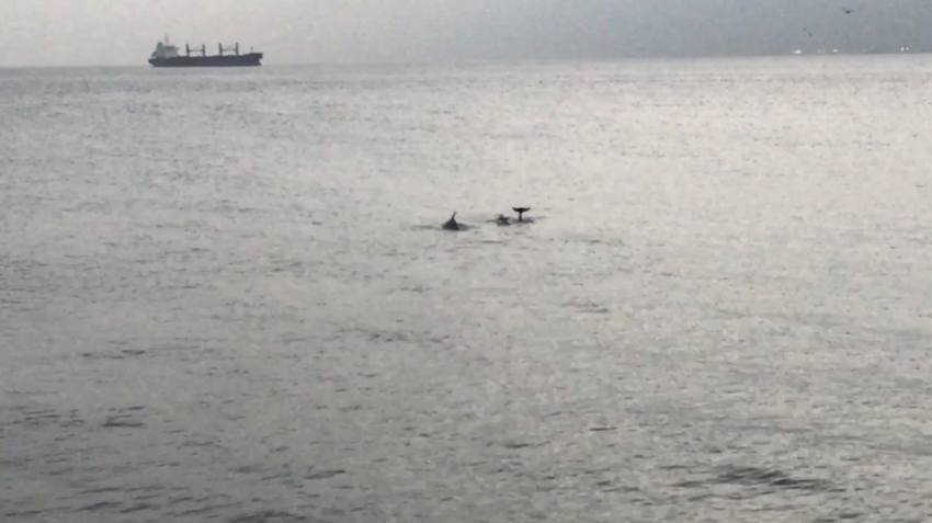 Yunuslar İstanbul Boğaz’ında görsel şölen sundu