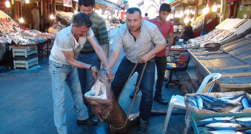 Mersin’de balıkçıların ağına takıldı