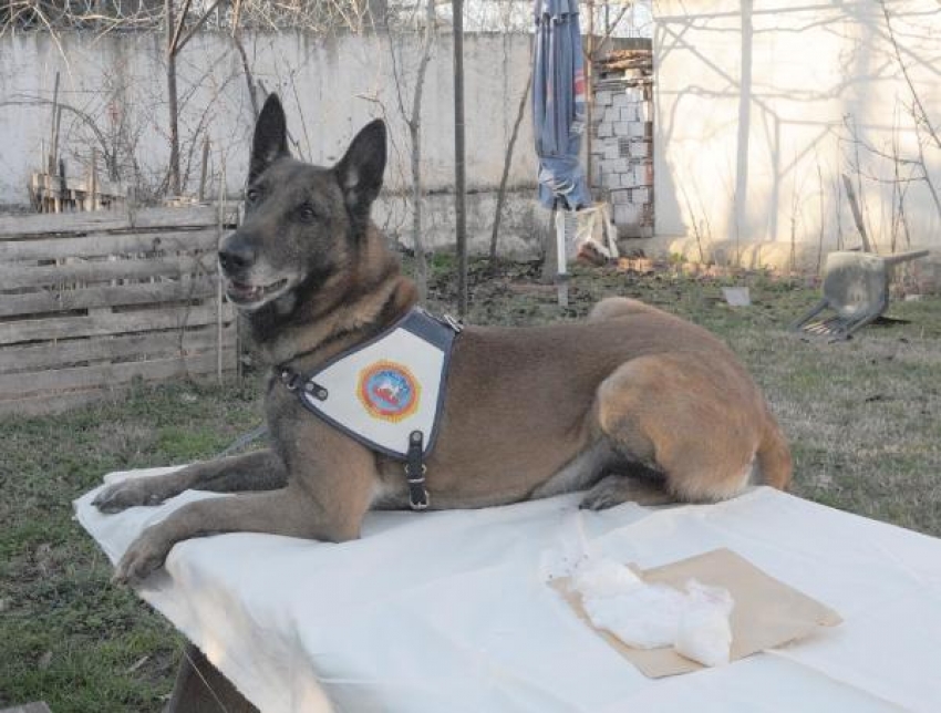 Polis köpeği 'Alfa' sentetik uyuşturucuyu buldu