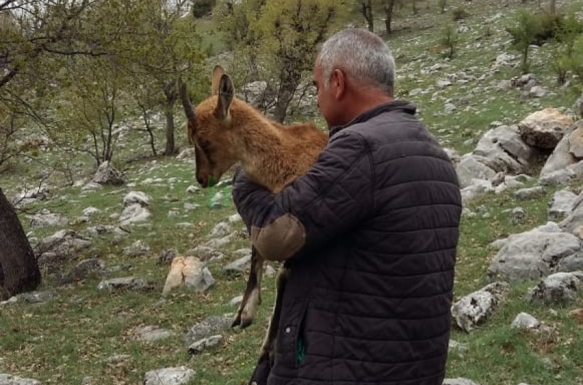 Yaralı keçiyi 2 kilometre taşıdı