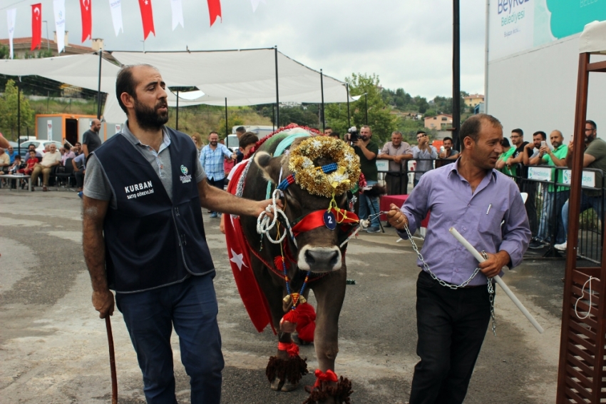 Kurbanlıklar podyumda boy gösterdi