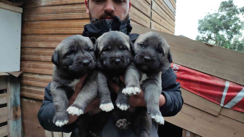 Bursa’da kangal yavrularını yetiştirip satıyor