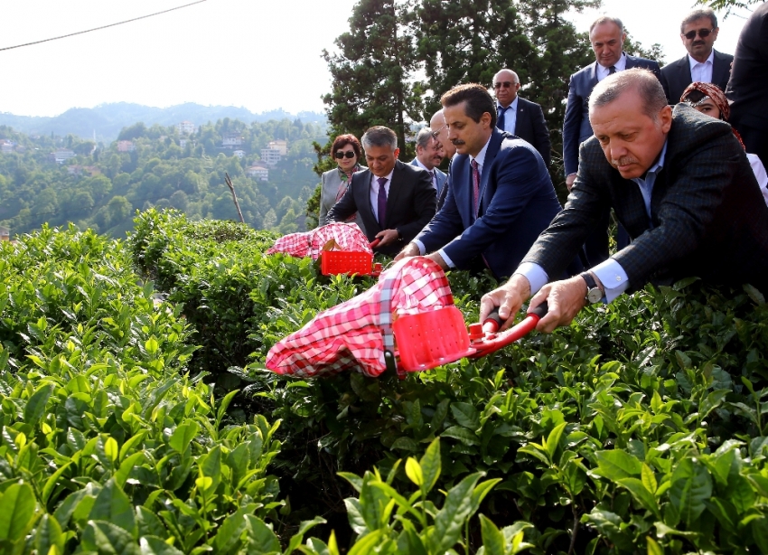 Cumhurbaşkanı Erdoğan çay kesti