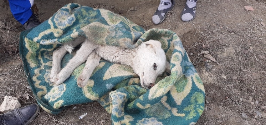 Engelli genç felçli köpeğe sahip çıktı