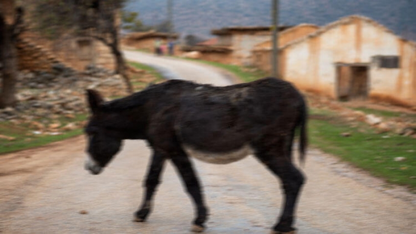 Eşeğe tecavüzün cezası belli oldu