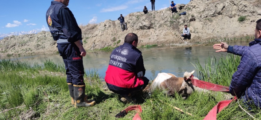 Bataklığa saplanan ineği itfaiye kurtardı