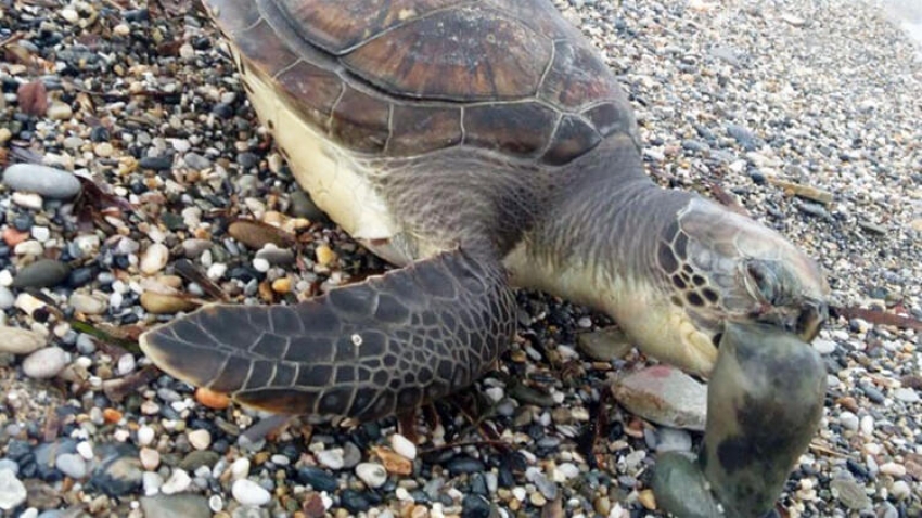 Caretta caretta ölüsü sahile vurdu