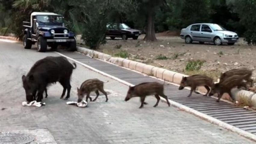 Gündüz vakti sokaklarda sürü halinde dolaştılar