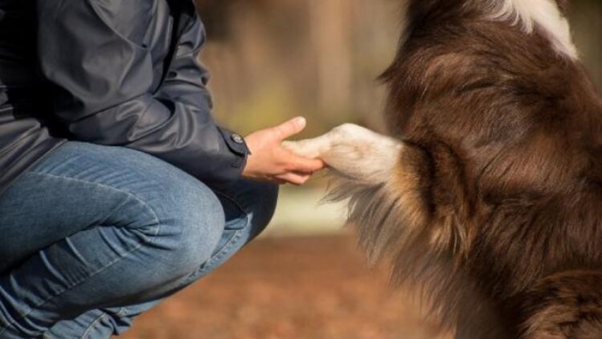 Köpek sahipleri koronavirüs riski altında