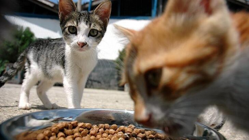 Kedi ve köpeklerin kimliklendirilmesi zorunlu olacak