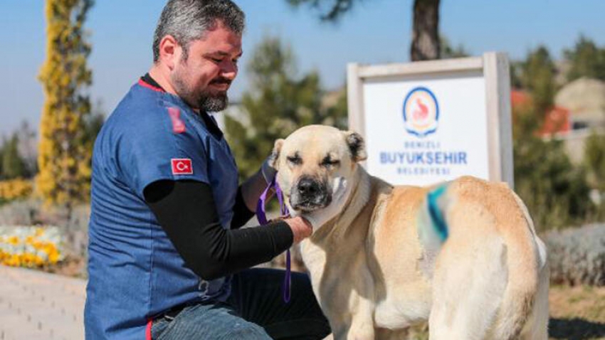 Kangal cinsi sokak köpeğinin karnındaki tümör, ameliyatla alındı