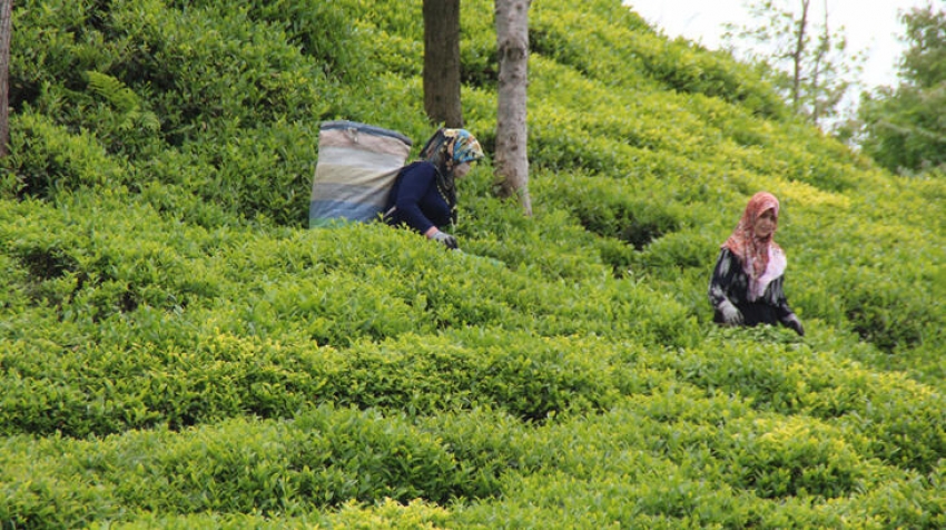 Doğu Karadeniz'de yaş çay hasadı başladı