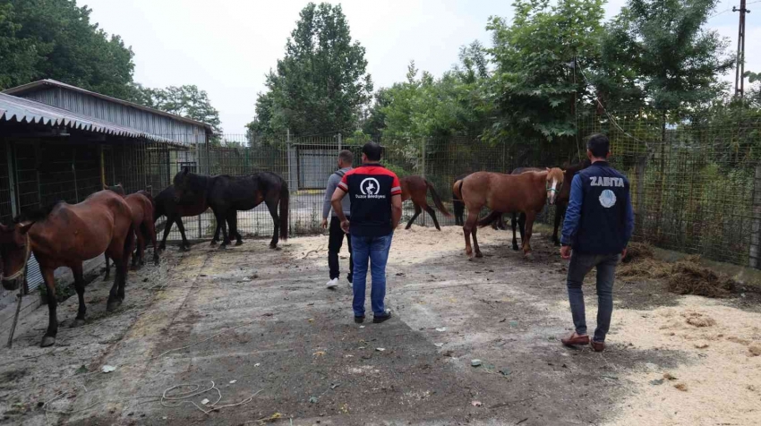 Kesime giden atları, zabıta kurtardı