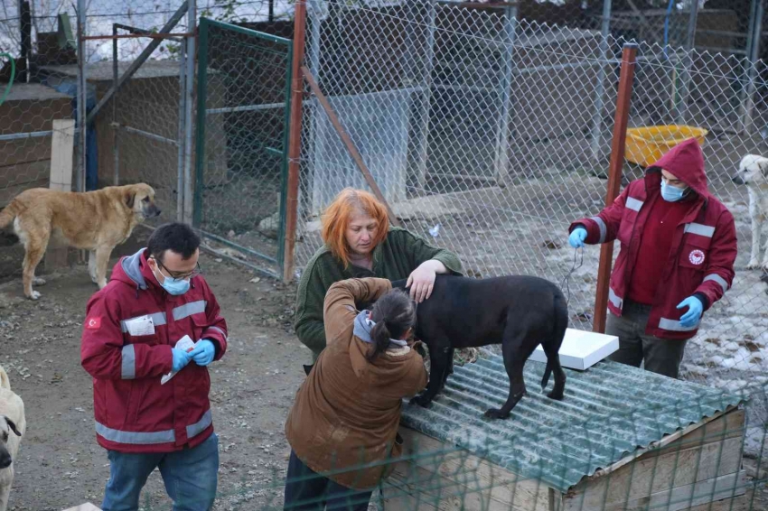 Yasaklı ırk köpekler kimliklendirilip kayıt altına alınıyor