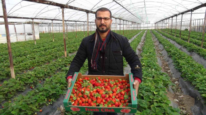 Kış ortasında hasat edilen çilek kilosu 22 liradan satılıyor