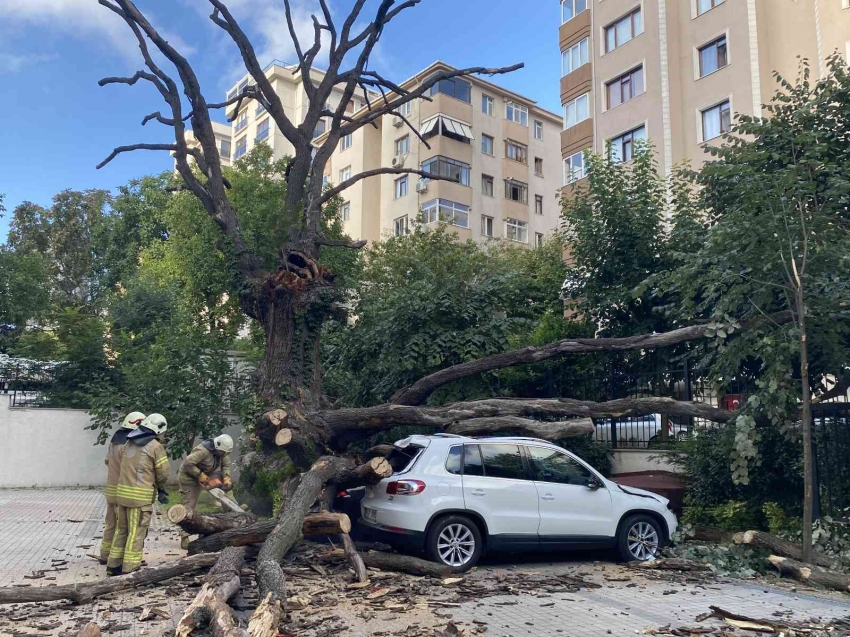 150 yıllık meşe ağacı park halindeki 6 aracın üstüne devrildi