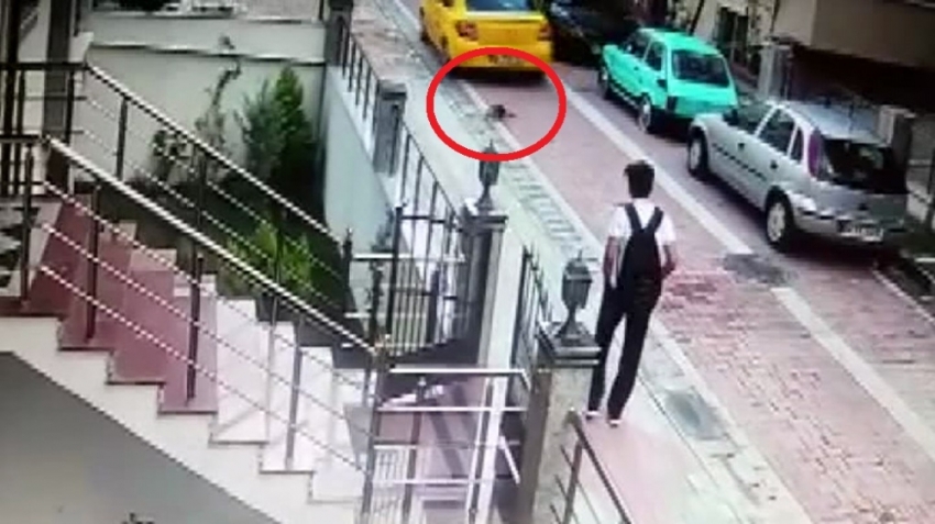 Köpeği ezip ardına bakmadan kaçtı