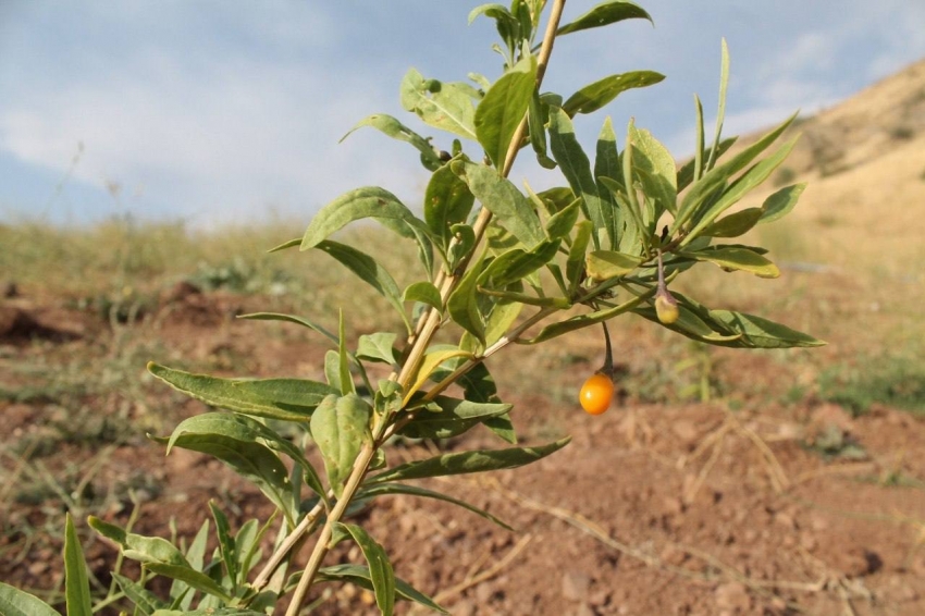 Bayburt’ta goji berry fideleri meyve vermeye başladı