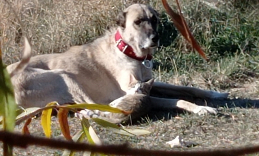 Kangal köpeğinin kediyle dostluğu yürekleri ısıttı