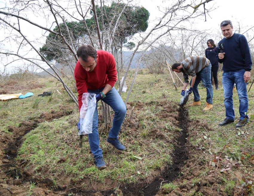 Fındıkta 'gidya' dönemi