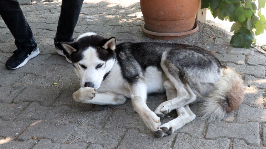 Minibüs sürücüsü köpeğin üzerine aracını sürdü