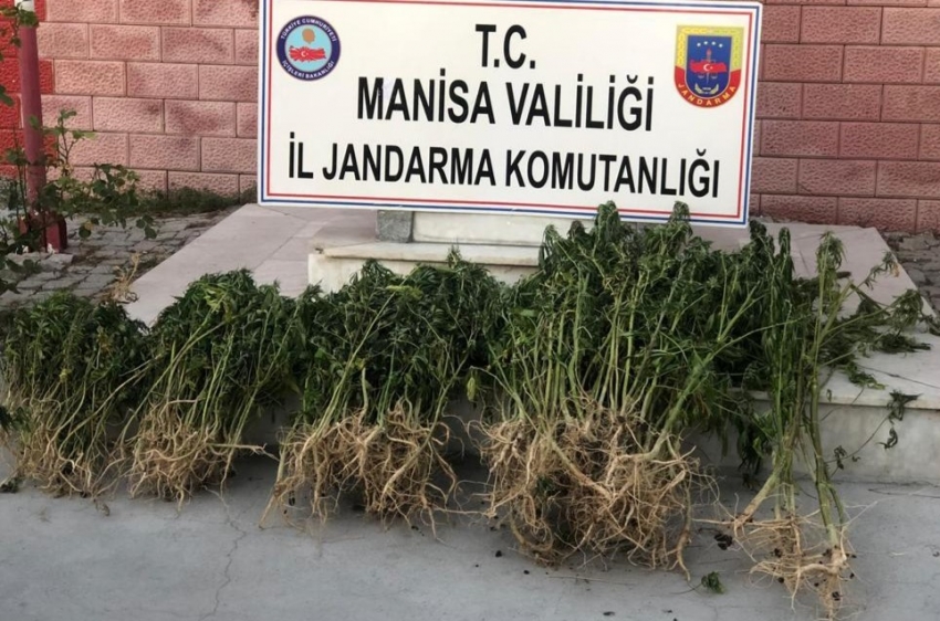 Manisa’da uyuşturucu operasyonu