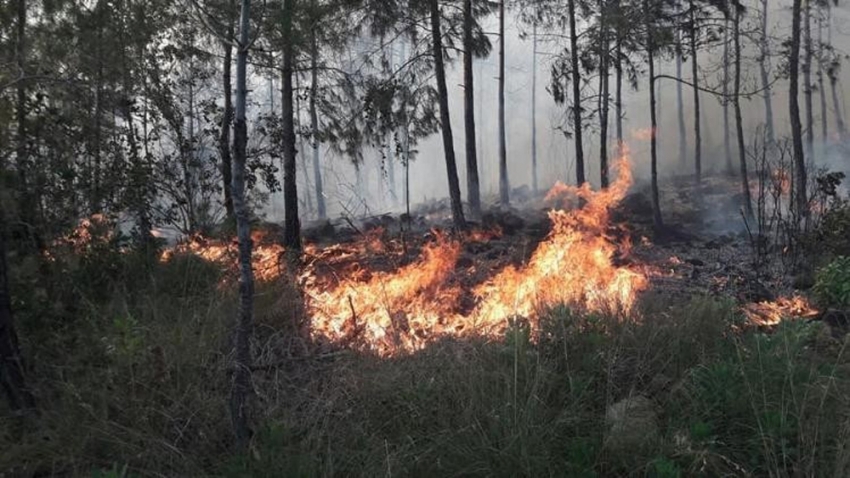 Hatay’da orman yangını