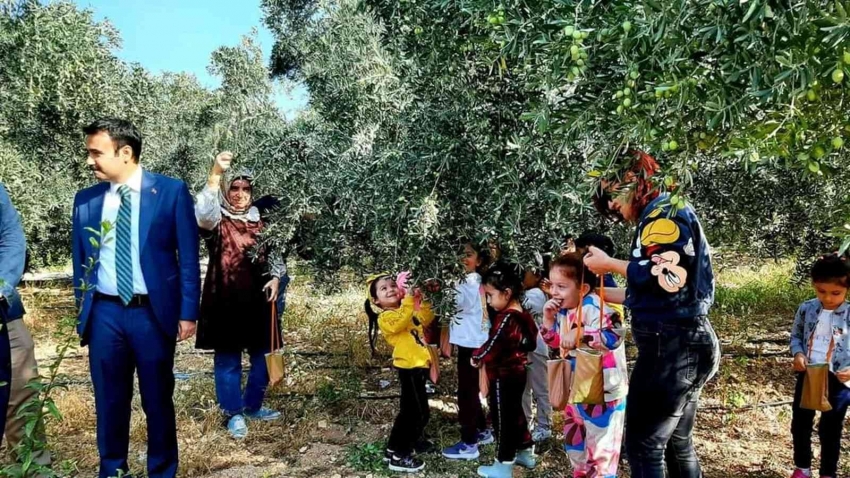 Minik öğrenciler zeytin hasadı yaptı