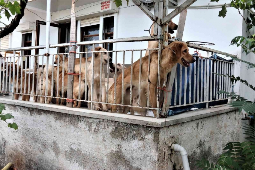 İhbar üzerine adrese gelen hayvanseverleri şok eden görüntü