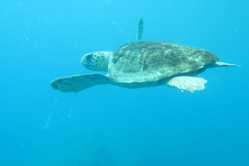 Caretta caretta ısırmaları bir hafta içinde bitecek